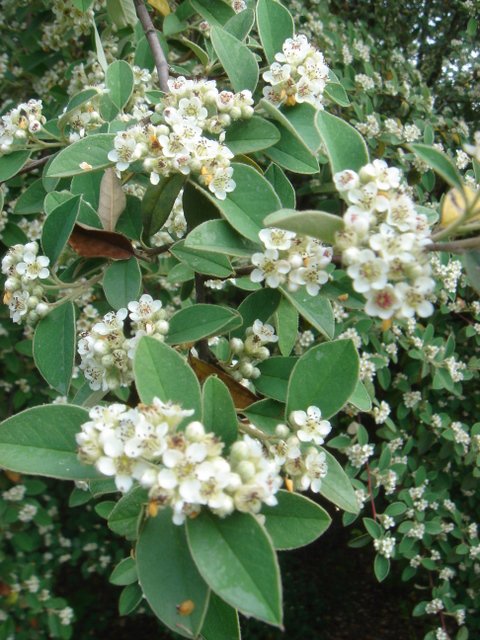 Cotoneaster pannosus fleur P17